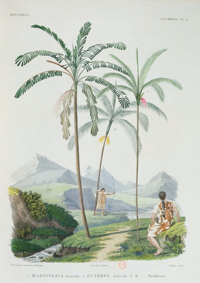 Palmiers dans une région montagneuse d